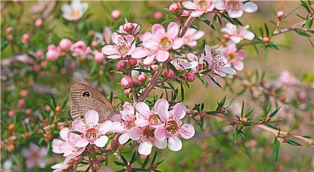 澳大利亚野生动植物,花,蝴蝶