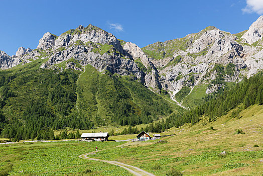 山地牧场,山谷,阿尔卑斯山,奥地利,欧洲