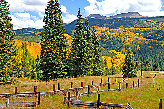 老,木篱,秋色,圣胡安山,科罗拉多