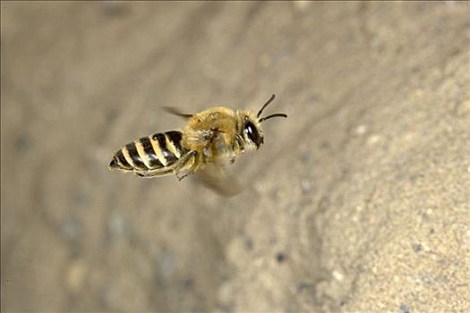 蜜蜂,蜜蜂科,飞,高处,沙子