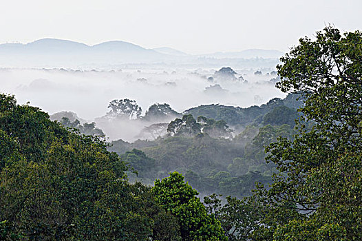树林,遮盖,雾气,西部,乌干达
