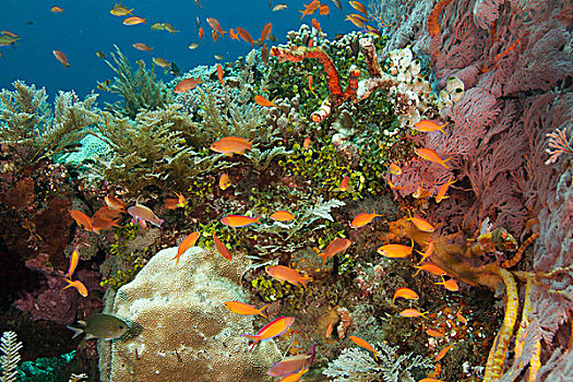 鱼群,珊瑚礁,巴厘岛,印度尼西亚