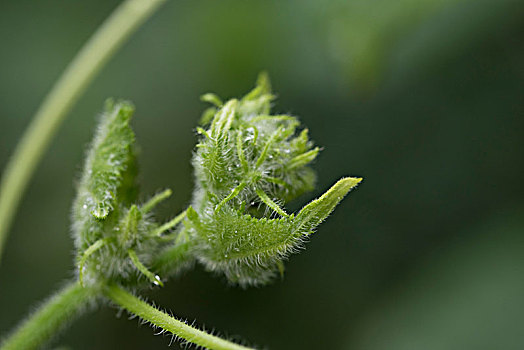 花蕾