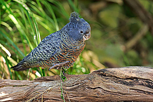 美冠鹦鹉,成年,女性,南澳大利亚州,澳大利亚,大洋洲