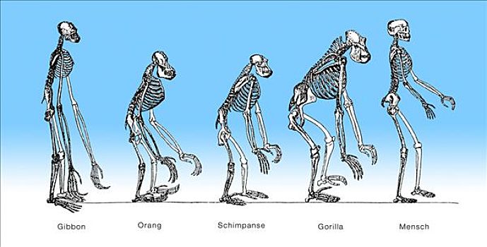 对比,骨骼,长臂猿,猩猩,大猩猩,一个,男人,身体部位,演化,人类,关系,猿