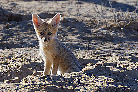 幼兽,角狐,狐属,坐,靠近,洞穴,晨光,卡拉哈迪大羚羊国家公园,北开普,南非,非洲