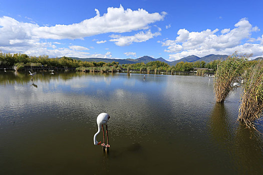 丽江,拉市海湿地