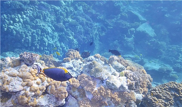 热带鱼,珊瑚礁