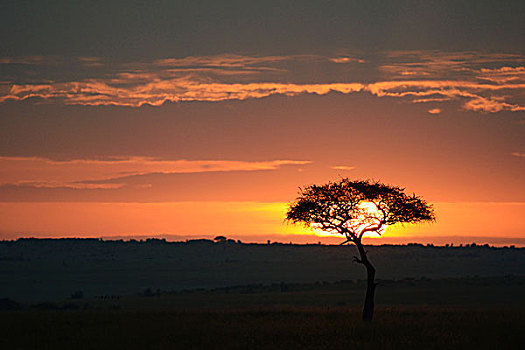 日出,一个,大树,远景,逆光,刺槐,热带草原,阴天,马赛马拉国家保护区,肯尼亚,非洲