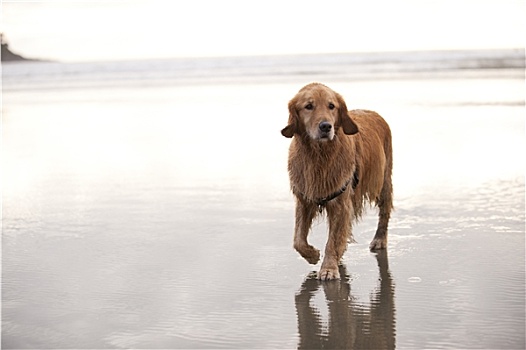 狗,走,海滩