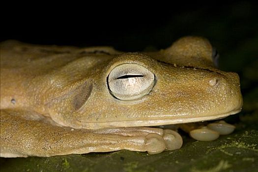 树蛙,哥斯达黎加,中美洲