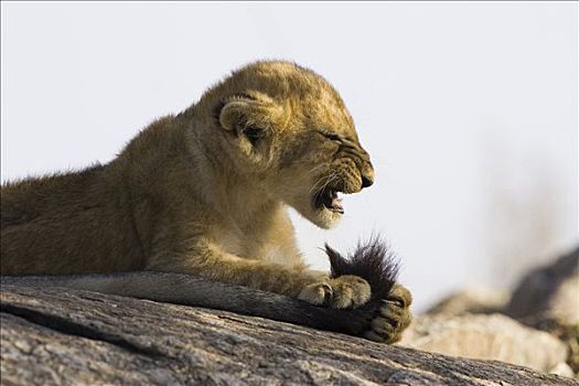 非洲狮,狮子,7-8岁,星期,老,幼兽,咀嚼,成年,尾部,脆弱,马赛马拉国家保护区,肯尼亚