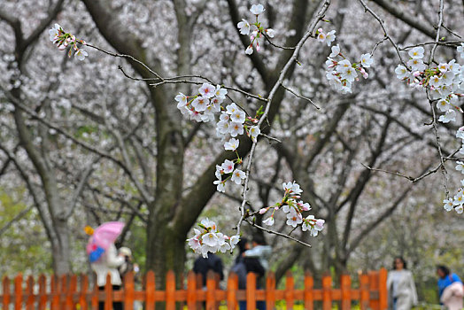 武汉东湖樱园,樱花绽放迎客来