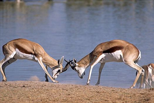 跳羚,争斗,埃托沙国家公园,纳米比亚,非洲