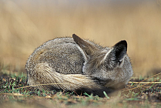 非洲,肯尼亚,马塞马拉野生动物保护区,大耳狐,睡觉,热带草原,早晨