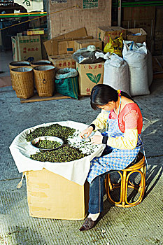 女人,分类,茶叶,市场