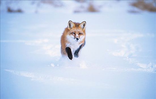 俘获,红狐,突袭,冬天