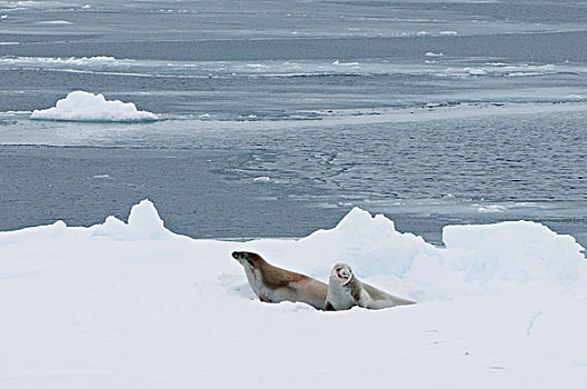 食蝦海豹,食蟹海豹,一对,冰,南大洋,南极