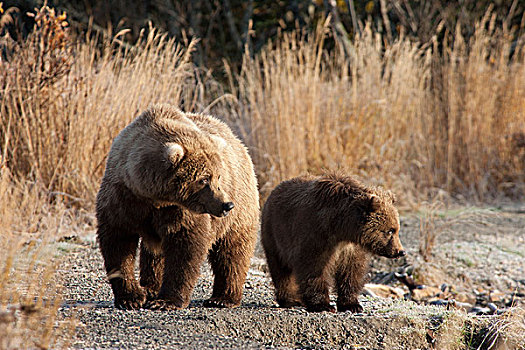 大灰熊,棕熊,卡特麦国家公园,阿拉斯加