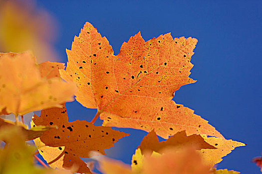 秋天,枫叶,蓝天,怀特山,国家森林,新罕布什尔