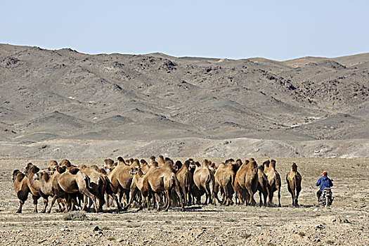准噶尔盘地旁的骆驼群,新疆阿尔泰