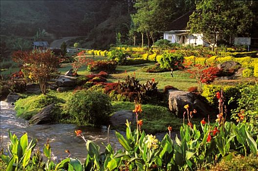 印度尼西亚,爪哇,花,花园,咖啡种植园