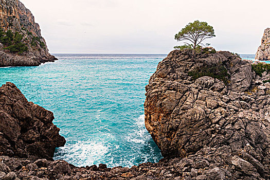 孤单,松树,石头,湾,巴利阿里群岛,西班牙