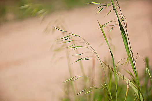 野草特写