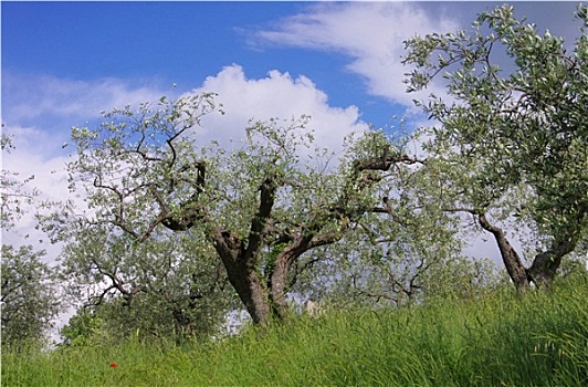 橄榄树,托斯卡纳