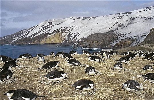 帽带企鹅,南极企鹅,海鸟,欺骗岛,南极,企鹅,动物
