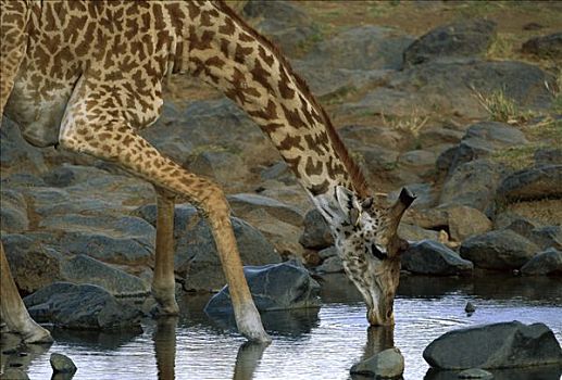 马赛长颈鹿,雄性动物,喝,干燥,季节,马赛马拉国家保护区,肯尼亚