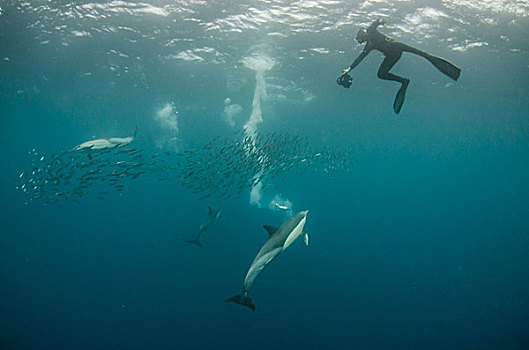 常见海豚,长吻真海豚,南非鲣鸟,水下呼吸管,沙丁鱼,东开普省,南非