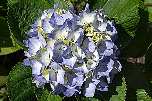 蓝色,花,绣球花,八仙花属,亚速尔群岛,葡萄牙,欧洲