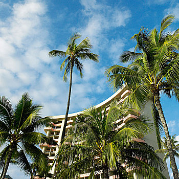 皇家,夏威夷,酒店,棕榈树,怀基基海滩,瓦胡岛