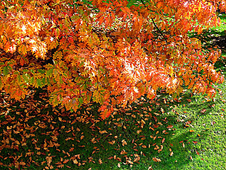 北方,橡树,秋叶