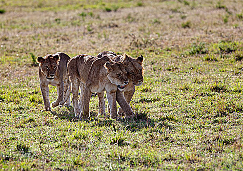狮子,马赛马拉国家保护区,肯尼亚,东非,非洲