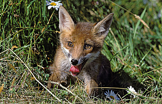 幼兽,红狐,狐属,草地,伸舌头
