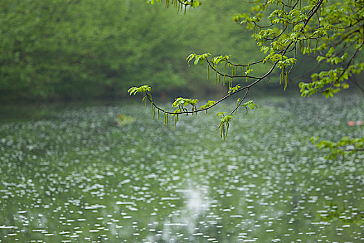 绿芽绿色春天春雨湖面