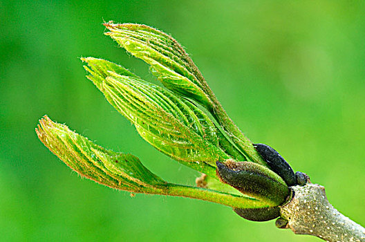 欧洲,白蜡树,欧洲白蜡树,发芽,荷兰