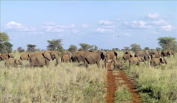 大象,右边,肯尼亚