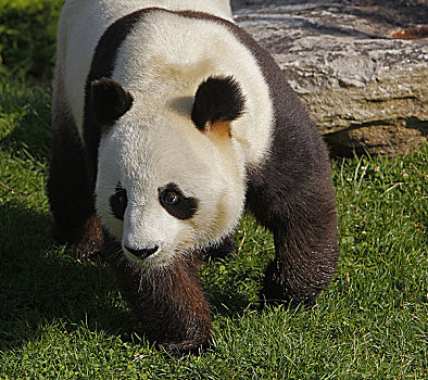 大熊猫,成年