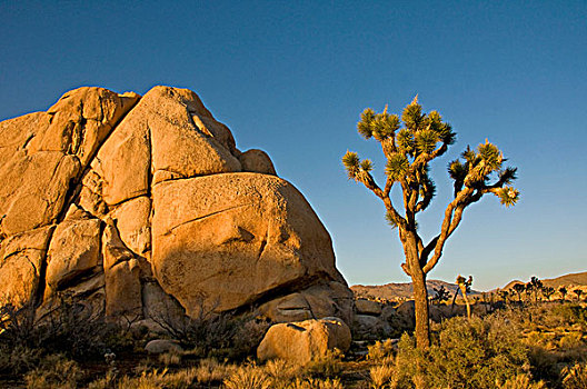 约书亚树,丝兰,手掌,旁侧,石头,岩层,荒芜,约书亚树国家公园,莫哈维沙漠,加利福尼亚,美国