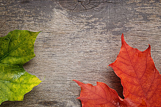 秋天,枫叶,木头,表面,横图