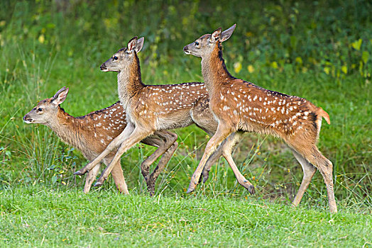 赤鹿,鹿属,鹿,三个,跑,树林,边缘