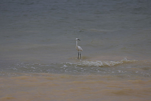 海鸟