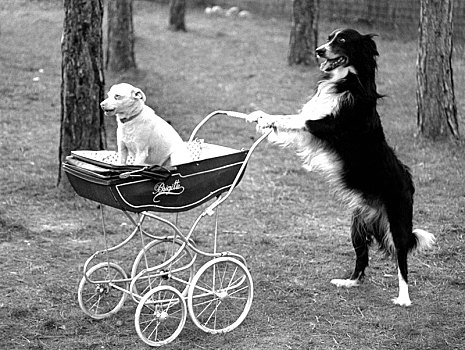 狗,婴儿车,70年代,精准,地点,未知,奥地利,欧洲