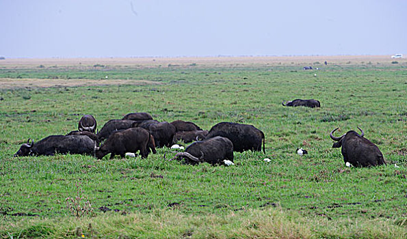 非洲野牛群