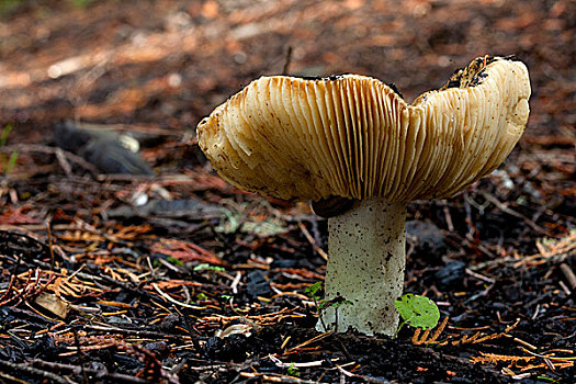 蘑菇,地上,大,林中地面