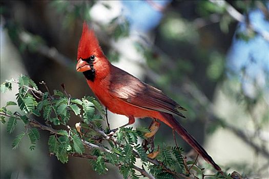 主红雀,栖息,树上,亚利桑那