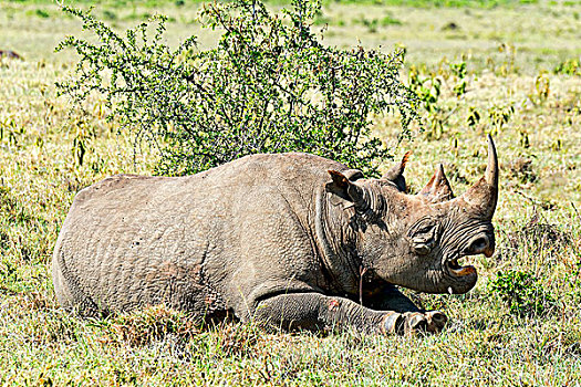 黑犀牛,肯尼亚,非洲